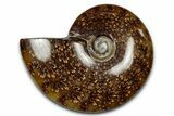 Polished Ammonite (Cleoniceras) Fossil - Madagascar #339175-1
